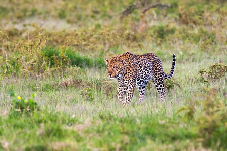 Very big cat. African leopard, Kenya (Rev.2)の写真素材