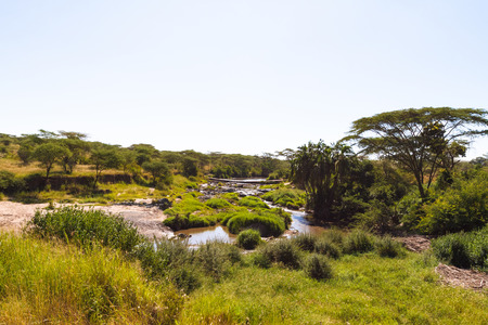 Small swamp among savanna. Serengeti, Tanzania (Rev.2)の写真素材