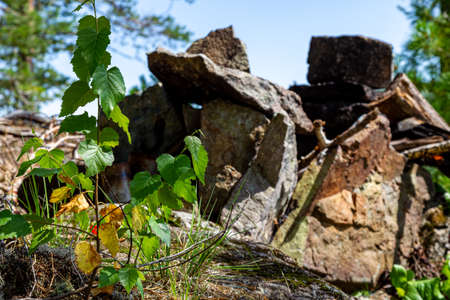 And trees grow on the stones. Lake Tagasuk. Krasnoyarsk Territory, Siberia, Russiaの写真素材
