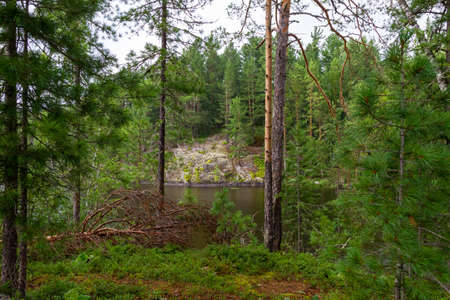 Lake forest islands in Siberia. Lake Tagasuk, Russiaの写真素材