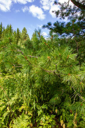 Cedar thickets. Krasnoyarsk Territory, Siberia, Russiaの写真素材