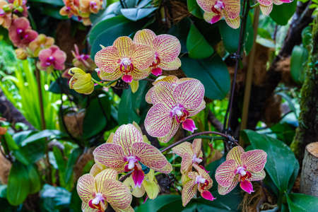 Group of blooming orchids. Singaporeの写真素材