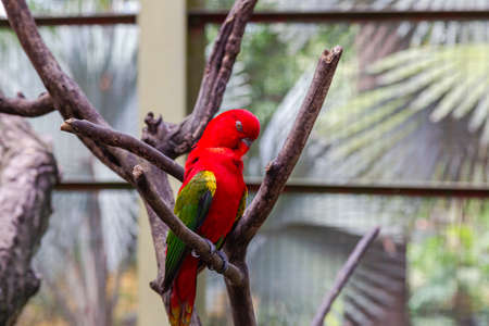 A bright red parrot with green wings on a dry tree branch. Malaysiaの写真素材