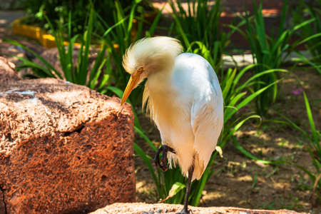Heron on a stone on one leg. Malaysiaの写真素材