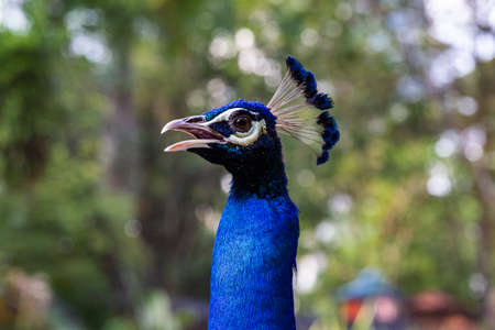 Portrait of peacock head. Malaysiaの写真素材