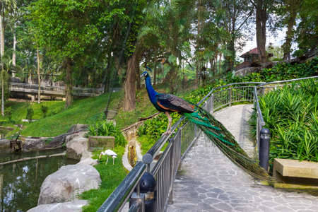 Peacock on the fence of the bridge. Malaysiaの写真素材
