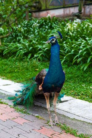 Peacock close up. Malaysiaの写真素材