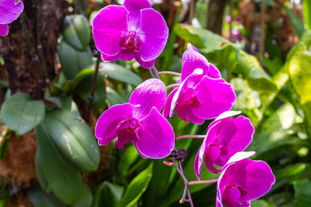 A group of blooming dark purple orchids. Singaporeの写真素材
