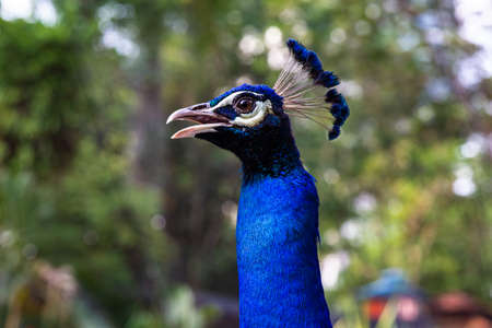 Peacock head close up. Malaysiaの写真素材
