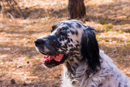 English setter resting. Siberia, Russiaの写真素材