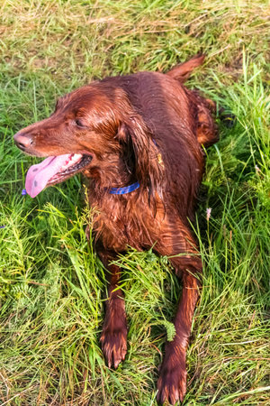 The flamboyant red Irish Setter is resting after a hunt. Siberia, Russia