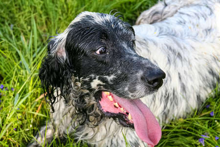 English setter. Successful hunt. Siberia, Russiaの写真素材