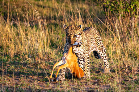Hunters of savanna. Leopard. Kenya, Africaの写真素材