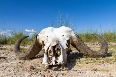Buffalo skull in the savannah of Tanzania. Serengeti
