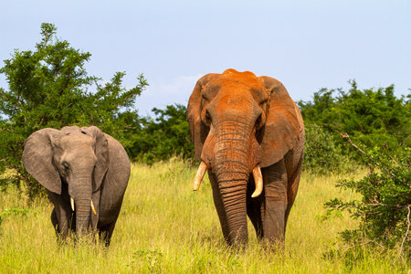 Elephants from Tarangire. Tanzania, Africaの写真素材