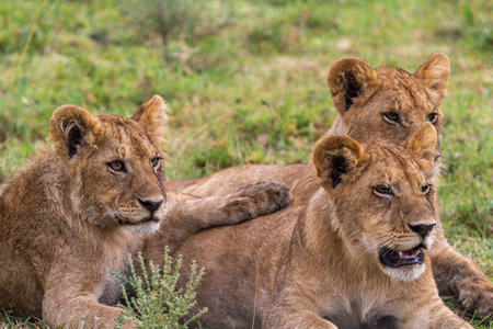 Landscape with lions. Serengeti, Tanzaniaの写真素材