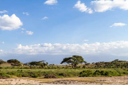Landscapes of savanna of Tangarire. Tanzania, Africaの写真素材