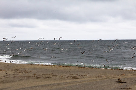 The coast of the Sea of Okhotsk at the mouth of a fish river. Sakhalin, Russiaの写真素材