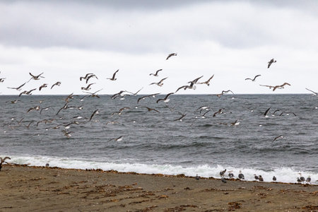 The coast of the Sea of Okhotsk at the mouth of a fish river. Sakhalin, Russiaの写真素材