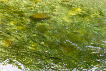 A small spawning river. Salmon go to spawn. South Sakhalin, Russiaの写真素材