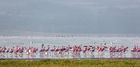 Flamingos in Lake Nakuru National Park, Kenya, Africaの写真素材
