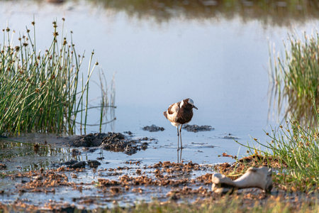 The sandpiper on the shore. Kenya, Africaの写真素材
