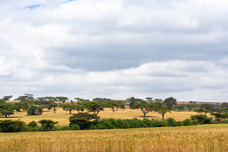 Kenya's Golden Landscapes: Acacia Trees and Grain Fields. Africaの写真素材