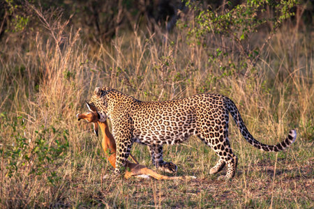 Leopard with prey. Hunter of savanna. Masai Mara, Kenyaの写真素材
