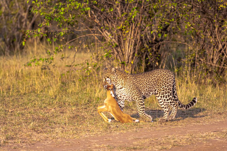 Leopard with prey. Hunter of savanna. Masai Mara, Kenyaの写真素材
