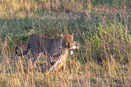 Leopard with prey in Masai Mara National Park in Kenya, Africaの写真素材