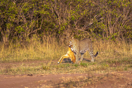Leopard with prey. Hunter of savanna. Masai Mara, Kenyaの写真素材