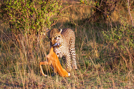 Leopard with prey. Hunter of savanna. Masai Mara, Kenyaの写真素材