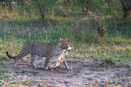 Leopard with prey. Hunter of savanna. Masai Mara, Kenyaの写真素材