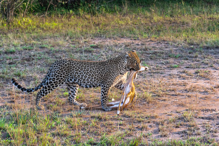 Leopard with prey. Hunter of savanna. Masai Mara, Kenyaの写真素材