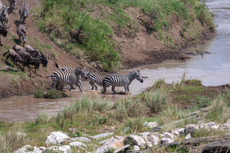 A large stream of wildebeest across the Talek river. Kenyaの写真素材