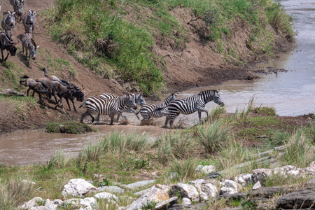 A large stream of wildebeest across the Talek river. Masai Mara, Kenyaの写真素材