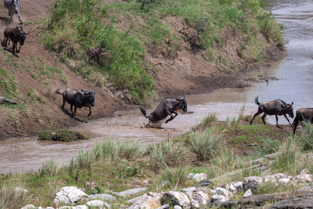 A large stream of wildebeest across the Talek river. Masai Mara, Kenyaの写真素材