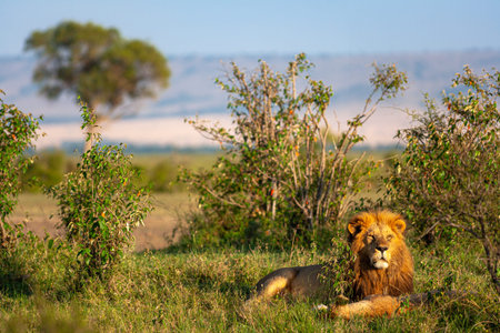 Very big lion and lioness resting on the grass. Kenya, Masai Mara