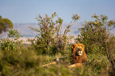 Lion in the wild, Maasai Mara National Park, Kenya