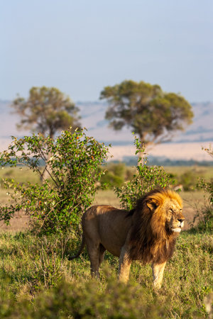 The lion walks around his territory and marks it. Kenya, Africaの写真素材