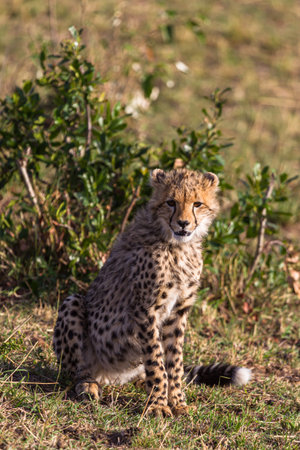 Young cat cheetah near tree. Masai Mara, Kenyaの写真素材