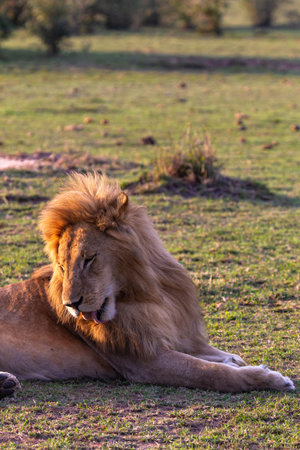 Portrait of a contented lion. The lion rests on the grass. Masai Mara, Kenya.の写真素材