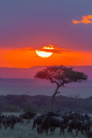 A bright red sunset over the savannah. Herds grazing before nightfall. Masai Mara, Kenya.