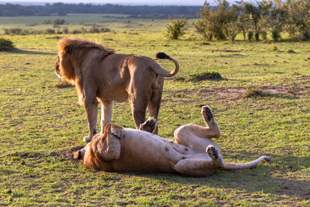 A lion and lioness in the Masai Mara, Kenya.の写真素材