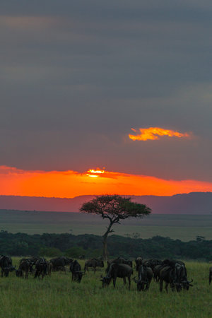 A bright red sunset over the savannah. Herds grazing before nightfall. Masai Mara, Kenya.
