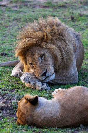 A lion and lioness in the Masai Mara, Kenya.の写真素材