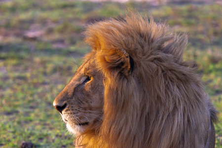 Lion in Maasai Mara National Park in Kenya, Africa