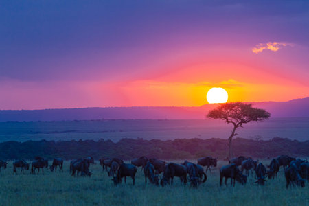 A bright red sunset over the savannah. Herds grazing before nightfall. Masai Mara, Kenya.