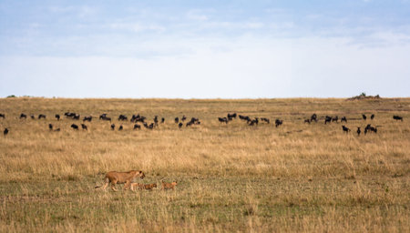Lioness and three cubs. Savanna of Masai Mara, Kenya
