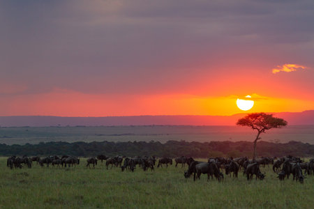 A bright red sunset over the savannah. Herds grazing before nightfall. Masai Mara, Kenya.